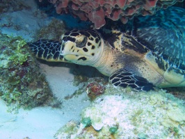 Hawksbill Sea Turtle IMG 9701